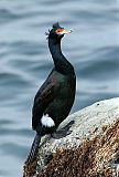 Red-faced Cormorant